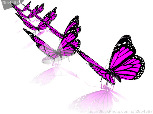 Image of Butterfly