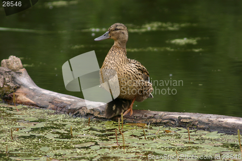 Image of mallard & duckling