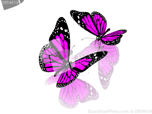 Image of Butterfly