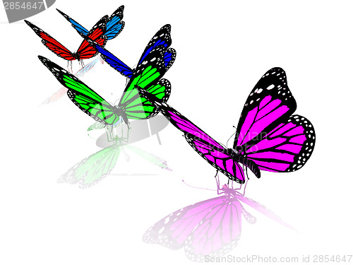 Image of Butterfly