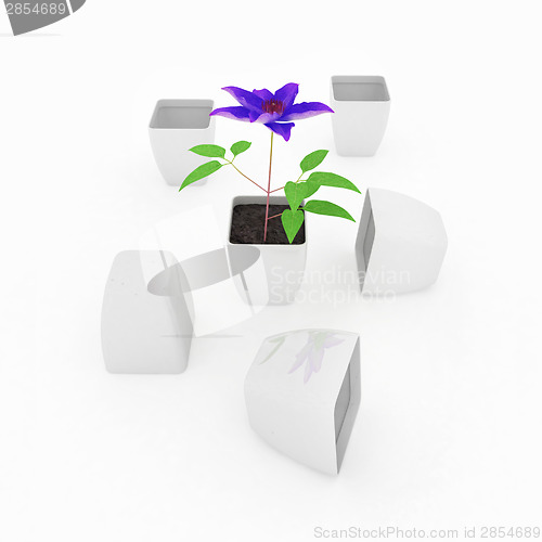Image of Clematis a beautiful flower in the white pot