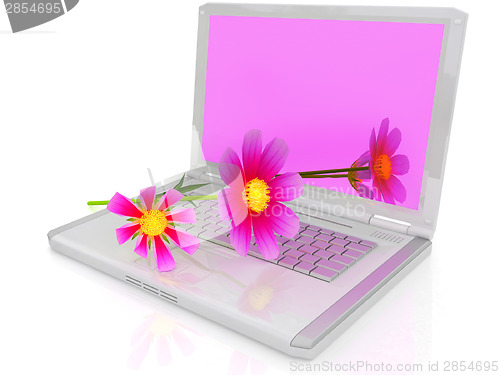 Image of cosmos flower on laptop