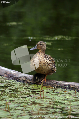 Image of mallard & duckling