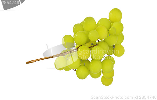 Image of Grapes