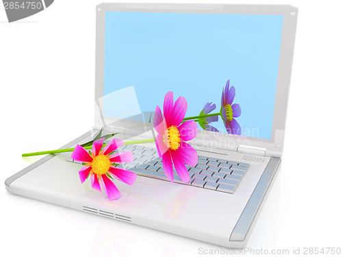 Image of cosmos flower on laptop