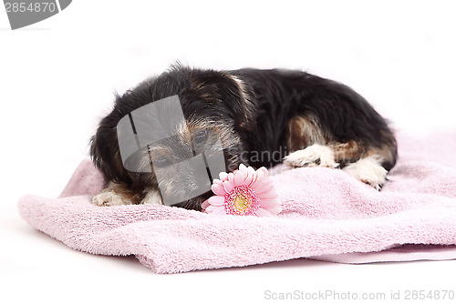 Image of Young Terrier Mix on the blanket