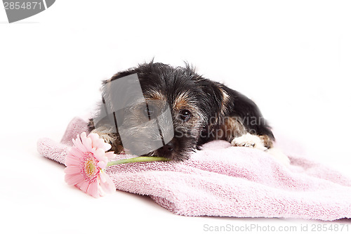 Image of Young Terrier Mix on the blanket