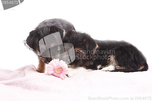 Image of Young Terrier Mix dogs on the blanket