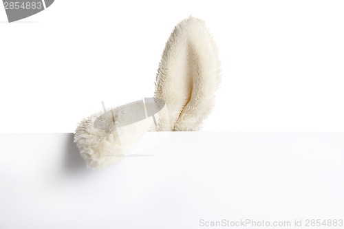 Image of Rabbit ears look out from behind a white paper