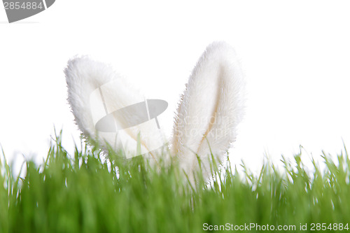 Image of Rabbit ears behind green grass