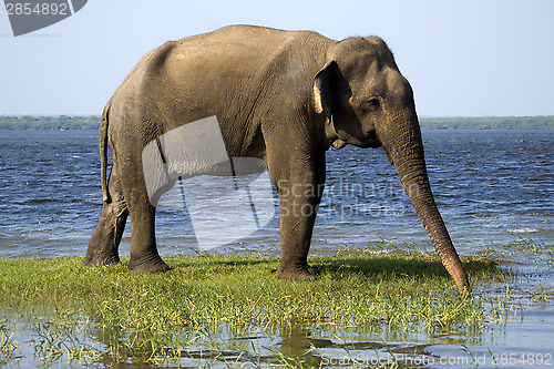 Image of Young elephant in the national park