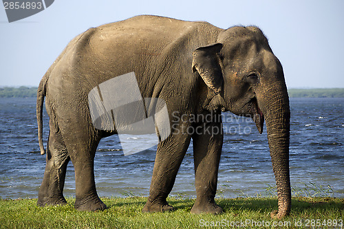 Image of Young elephant in the national park