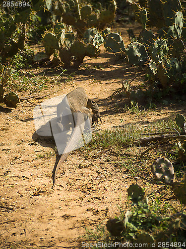 Image of Young waran in a national park