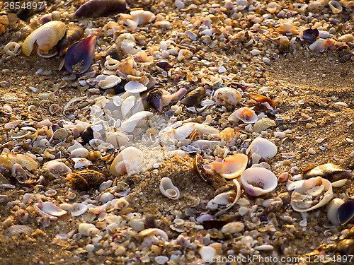 Image of Colorful shells in the sand