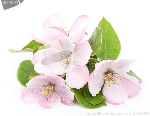 Image of apple tree blossoms