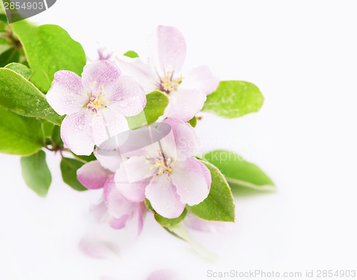 Image of apple tree blossoms