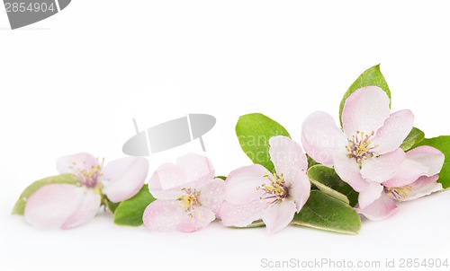 Image of apple tree blossoms