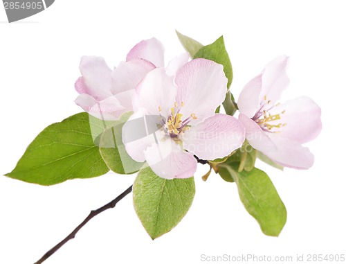 Image of apple tree blossoms