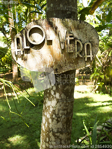 Image of Aloe vera garden in Asia