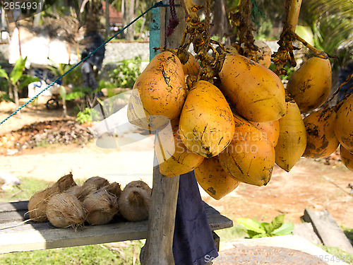 Image of Coconuts hanging on a stand at the beach