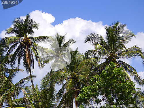 Image of Beautiful palm landscape at the beach