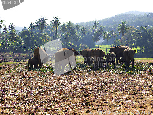 Image of Herd of elephants at the orphanage
