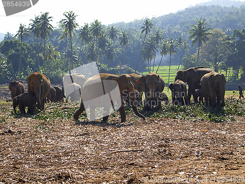 Image of Herd of elephants at the orphanage