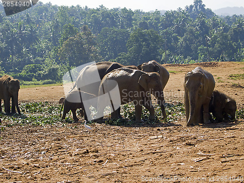 Image of Herd of elephants at the orphanage