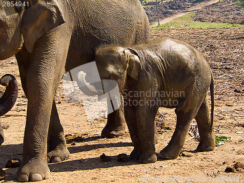 Image of Herd of elephants at the orphanage