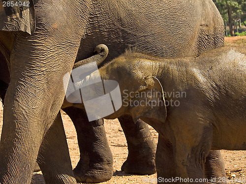 Image of Herd of elephants at the orphanage