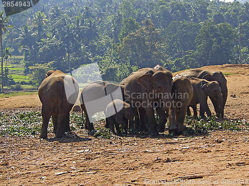 Image of Herd of elephants at the orphanage