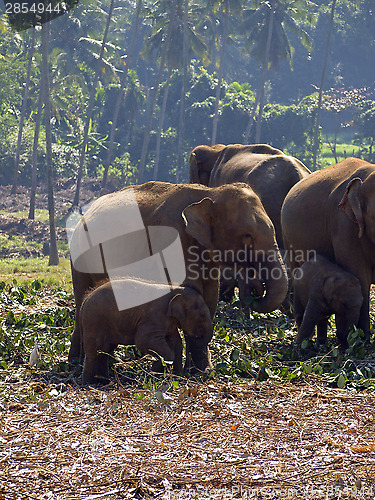 Image of Herd of elephants at the orphanage