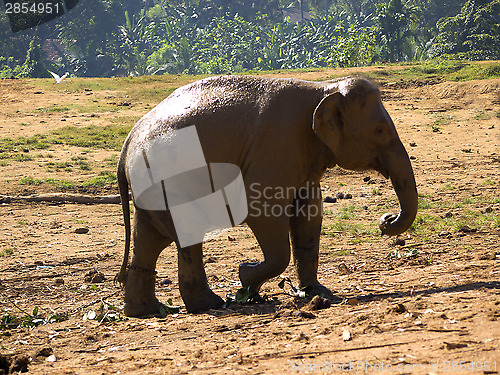 Image of Herd of elephants at the orphanage