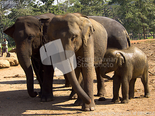 Image of Herd of elephants at the orphanage