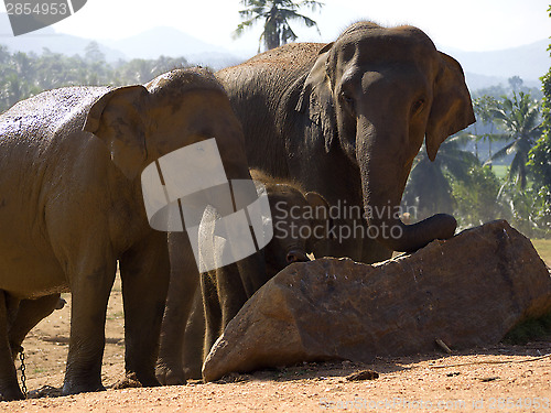 Image of Herd of elephants at the orphanage