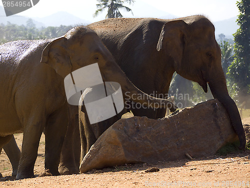 Image of Herd of elephants at the orphanage