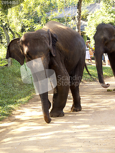 Image of Handicapped elephant at the orphanage