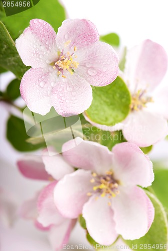 Image of apple tree blossoms