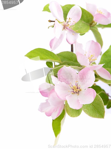 Image of apple tree blossoms