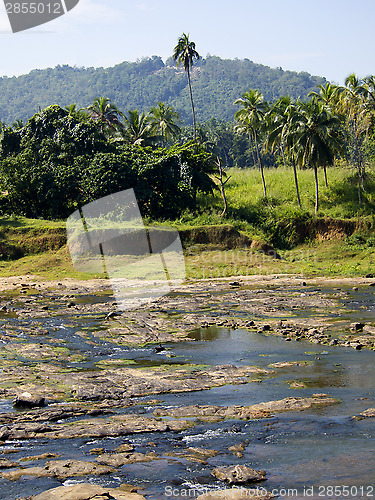 Image of Palm landscape in Sri Lanka