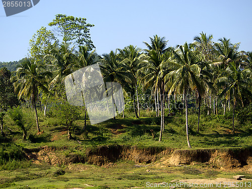 Image of Palm landscape in Sri Lanka