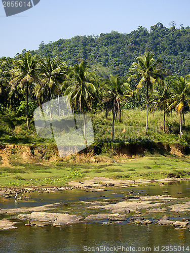 Image of Palm landscape in Sri Lanka