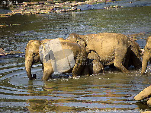 Image of Elephant bathing at the orphanage