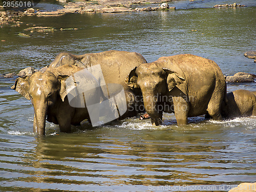 Image of Elephant bathing at the orphanage