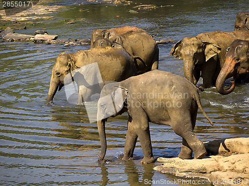 Image of Elephant bathing at the orphanage