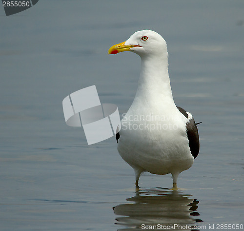 Image of Lesser Black-backed