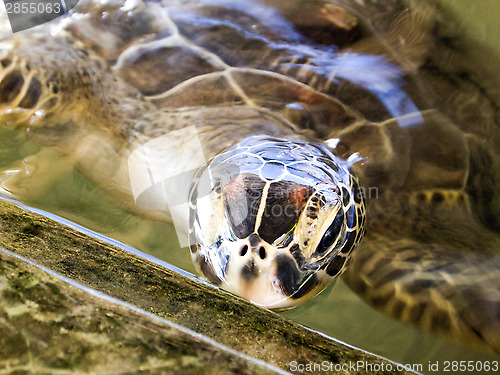 Image of Turtle at the rearing station in Sri Lanka