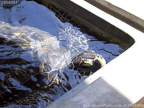 Image of Turtle at the rearing station in Sri Lanka