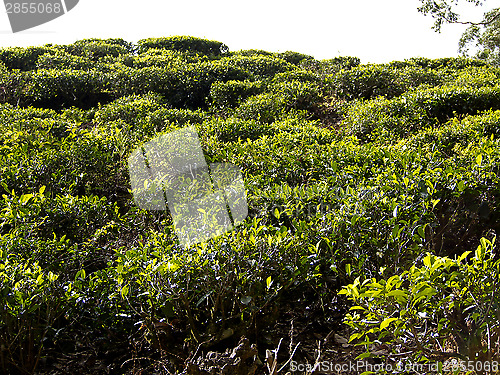 Image of Tea plantation in Sri Lanka