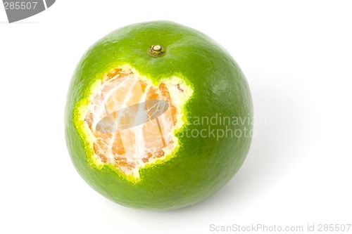 Image of Single green Mandarin orange

